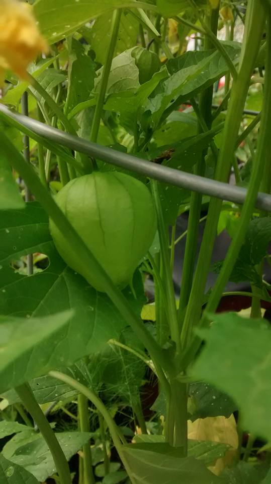 garden gate garden tomatillo pod.jpg