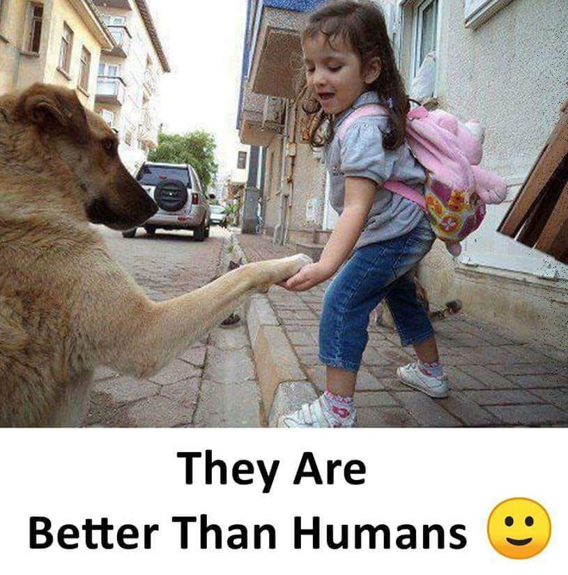 Be kind to animals.jpg