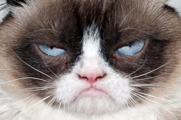 Grumpy-Cat1.jpg