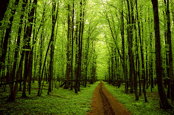 franklin_trees_01.jpg