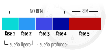 fases-sueno.png