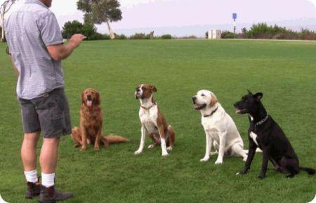 dog-training-videos.jpg