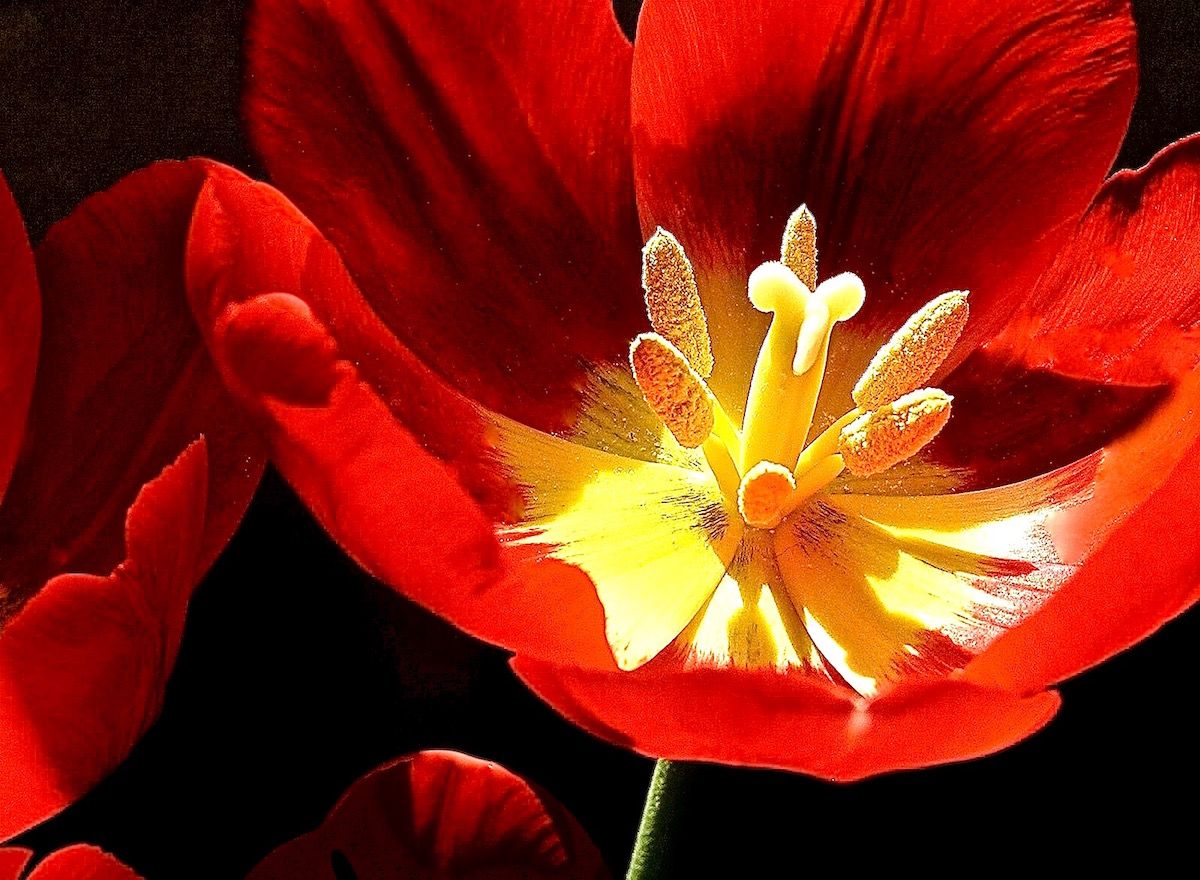 1599px-Tulip_center_closeup (1).jpg