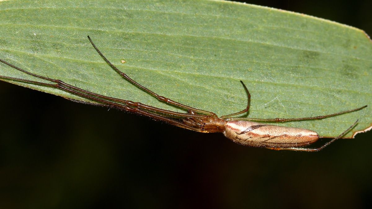 Arachnida Araneae Tetragnathidae Tetragnatha valida n3 Long-jawed spider Narawntapu 2017-11-01.jpg