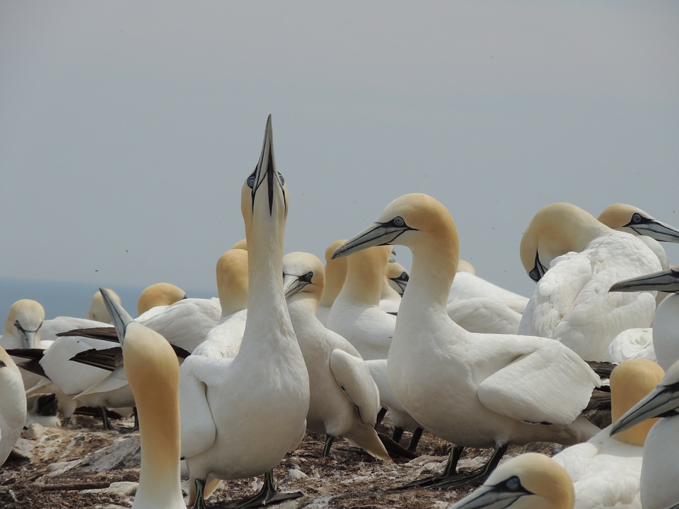 northern-gannet-606842_960_720.jpg