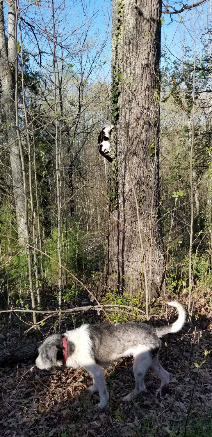 20180419_173037 - Lolo treed white kitty.jpg