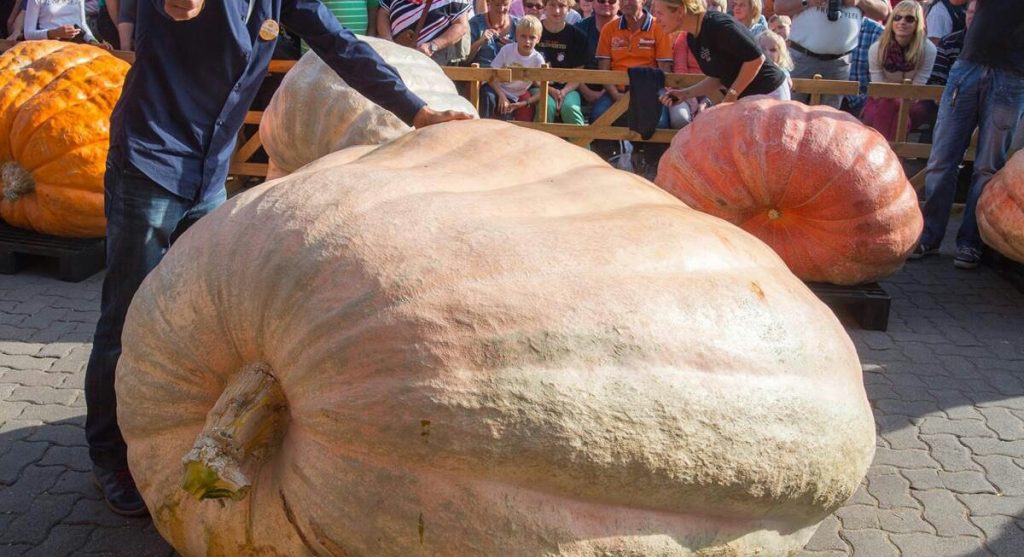 world-heaviest-pumpkin-1024x557.jpg