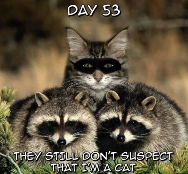 funny-cats-pictures-beware-of-animals-with-funny-captions-30-pics.jpg