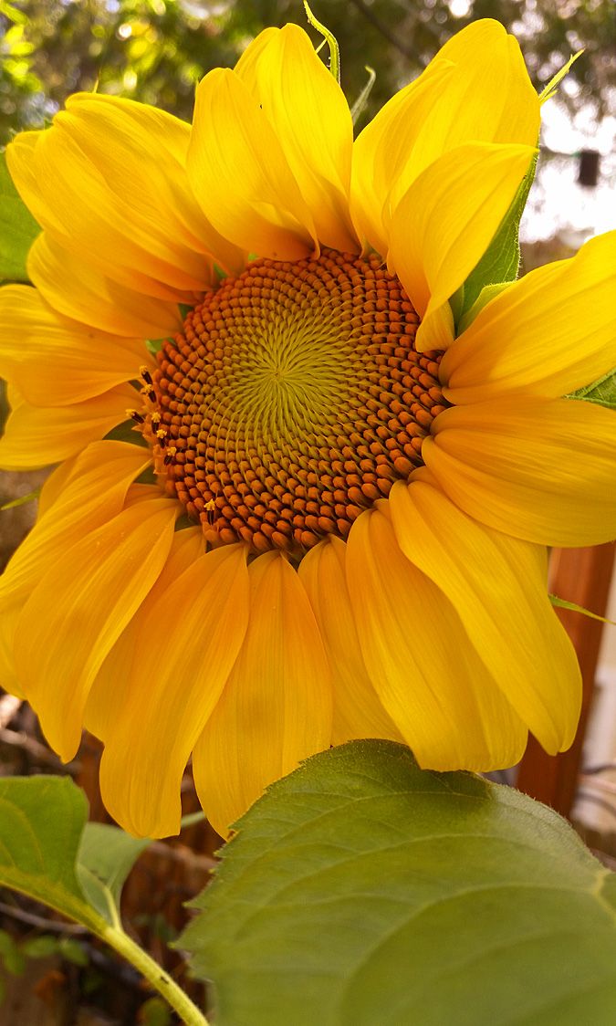 Sunflower2.jpg