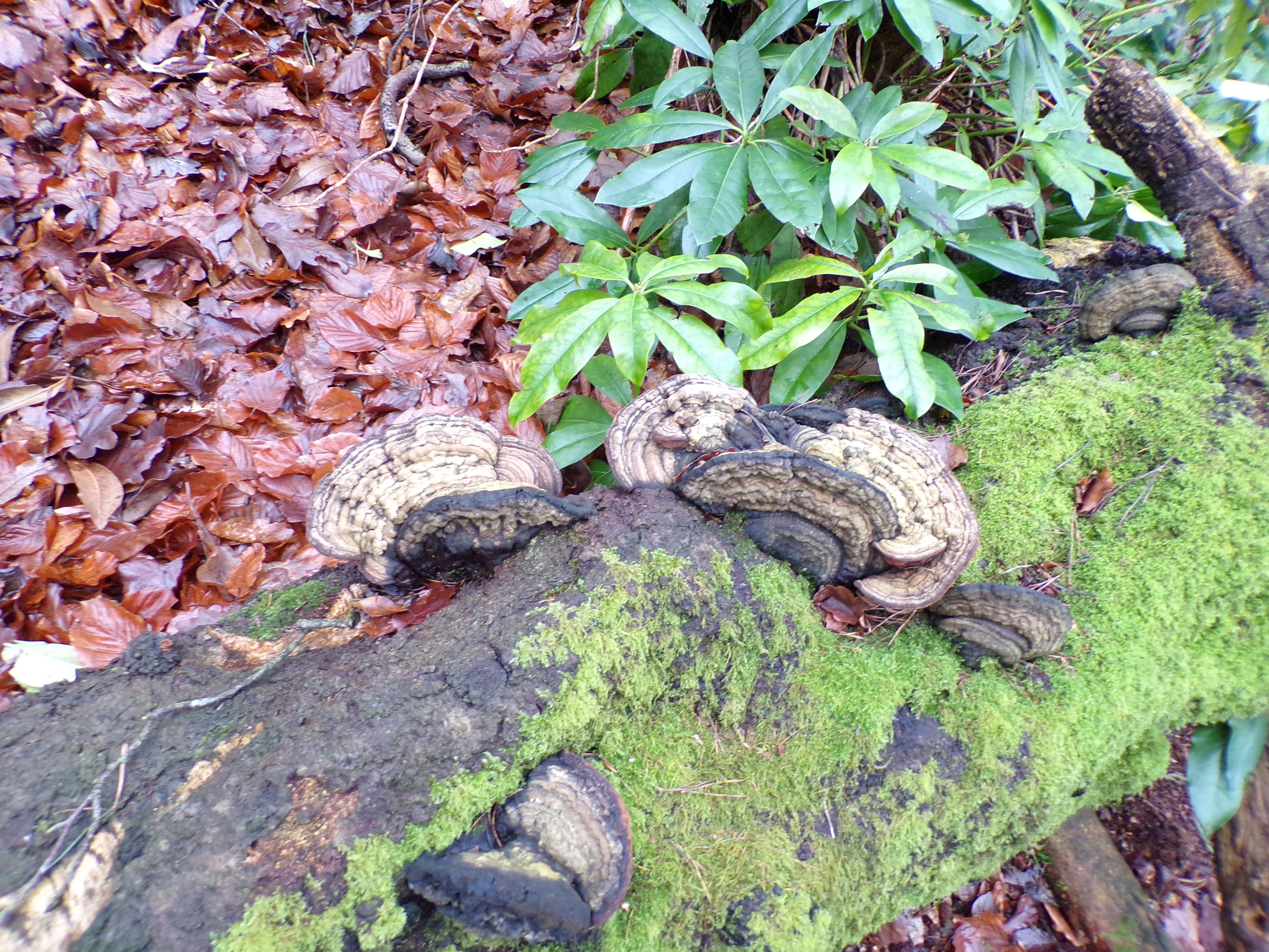 fungus trail.JPG