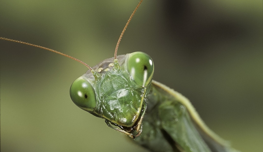 mantis-850x491.jpg