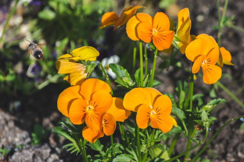 bee and flowers by @zorang.jpg