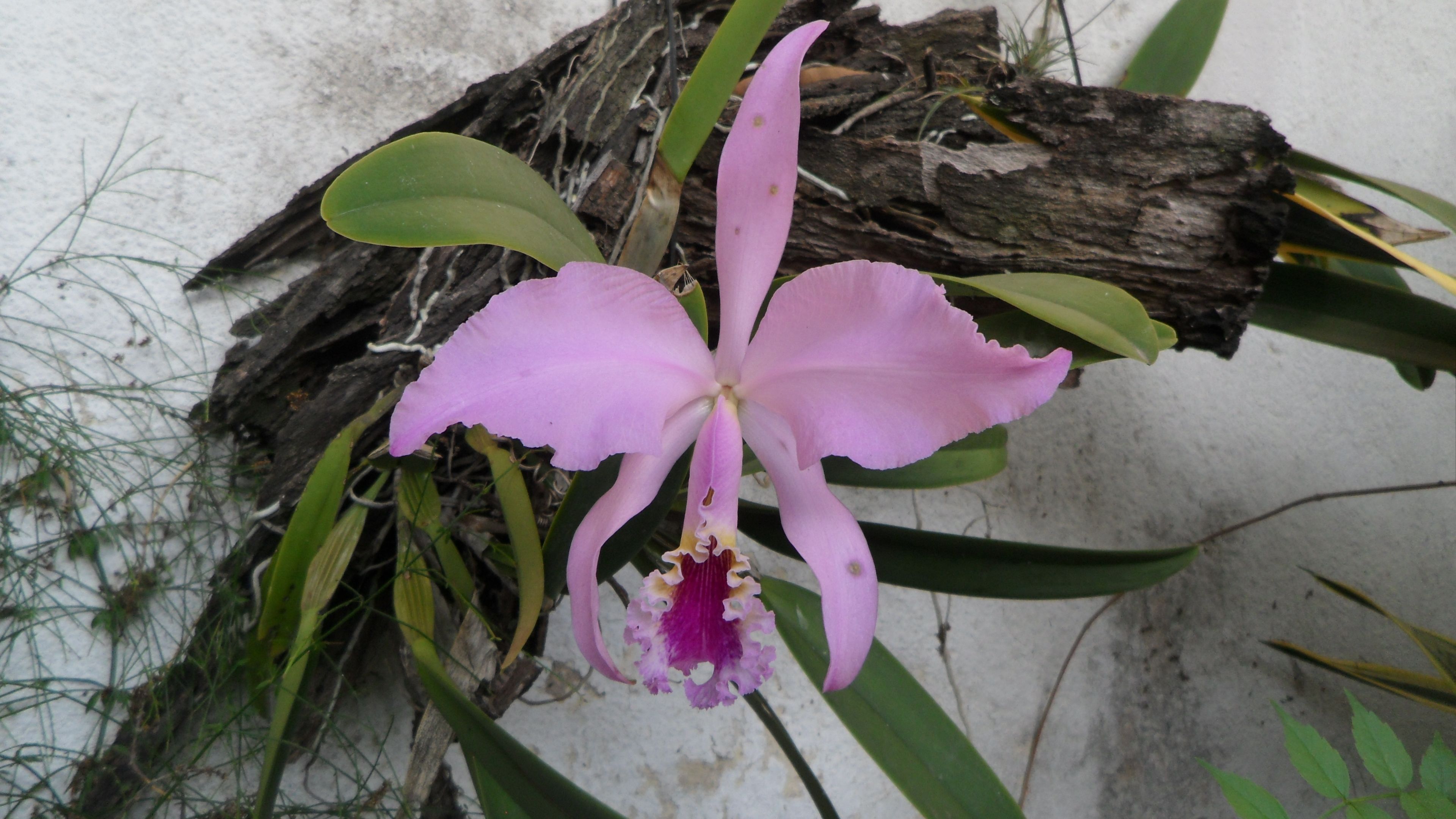 Orquídea (Flor Nacional de Venezuela) — Steemit