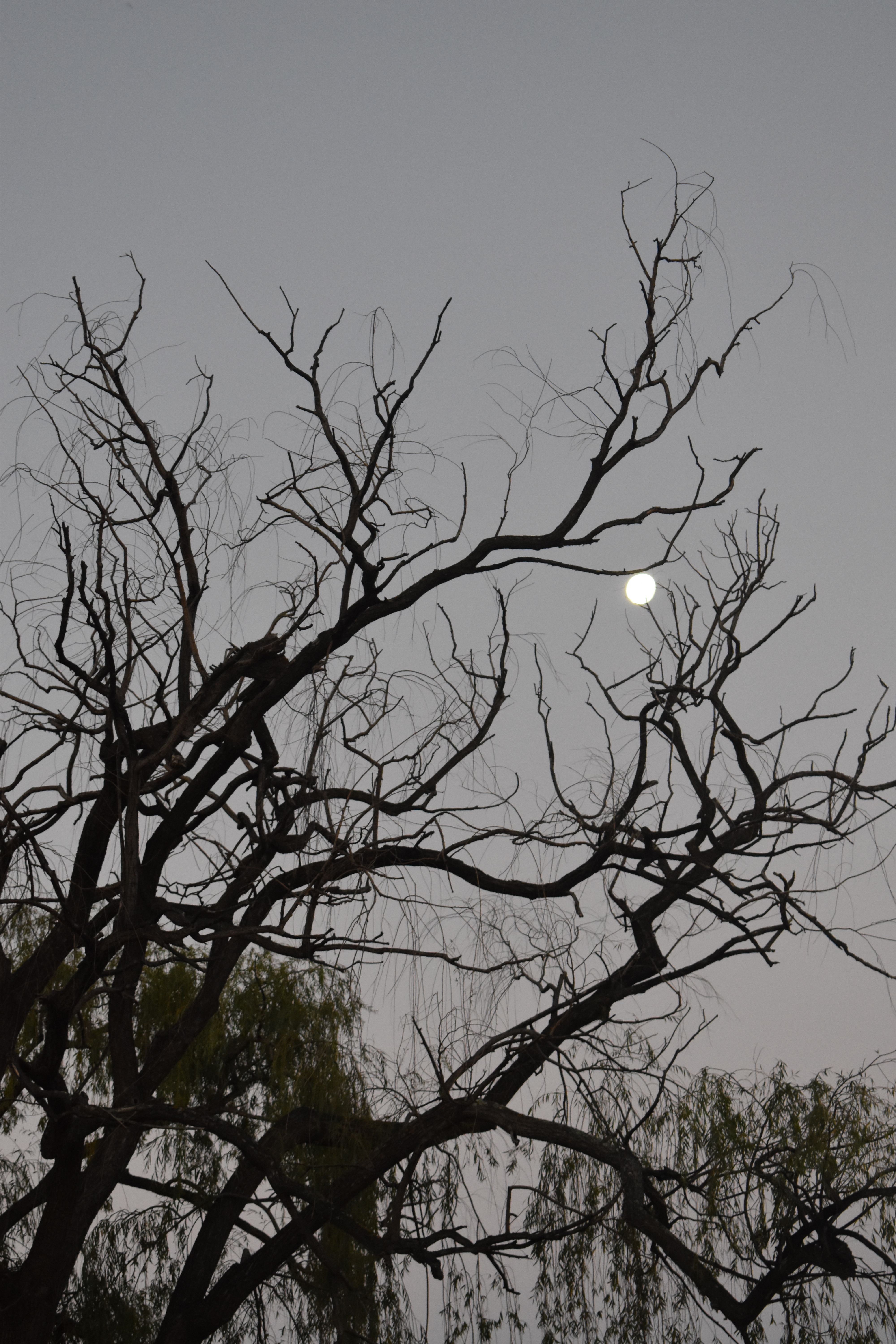DSC_0255.JPG