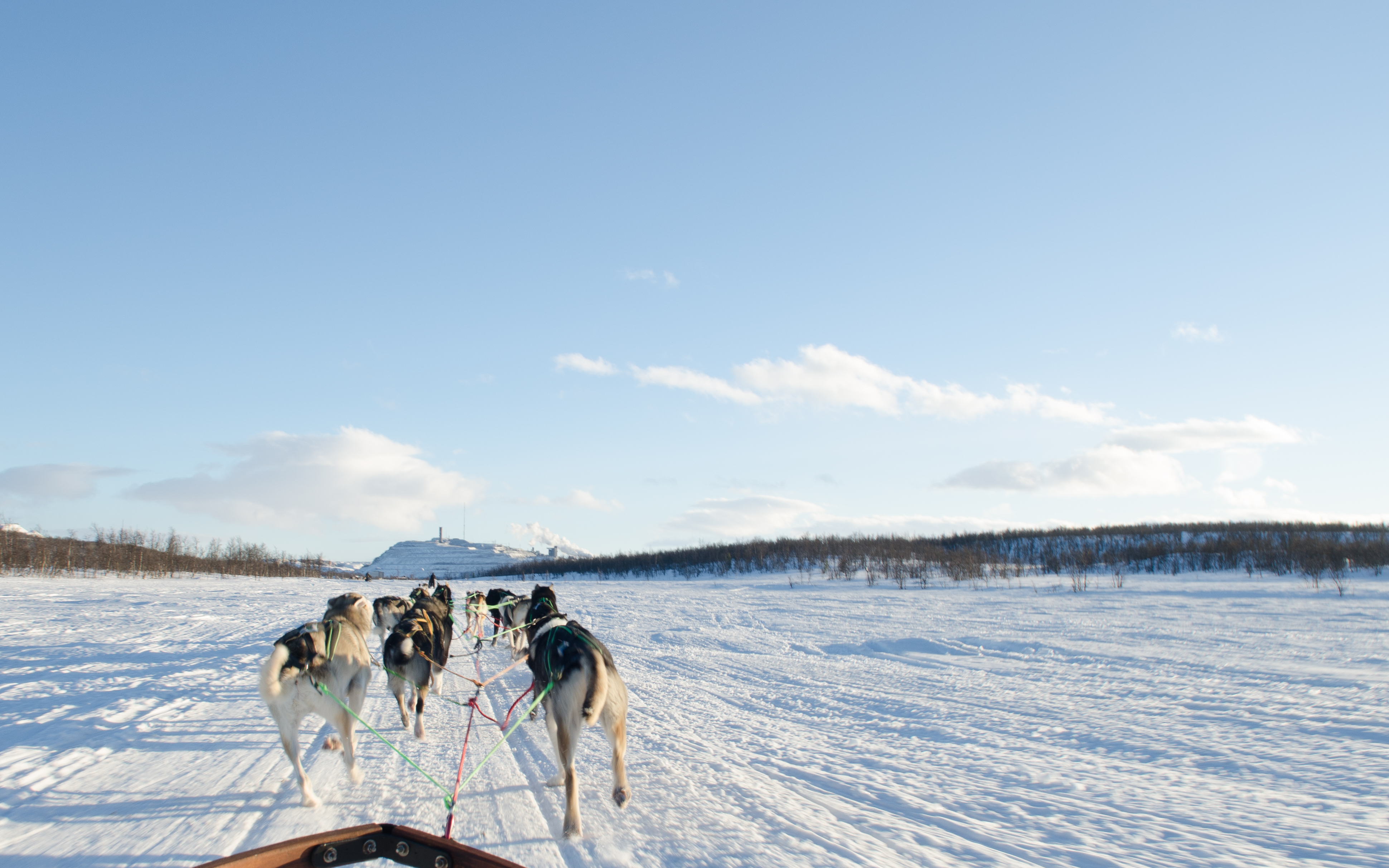 NIKON D7000_KirunaDogSledding-2513.jpg