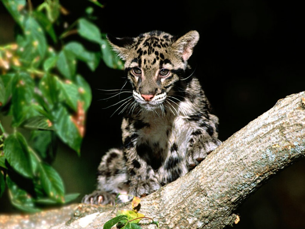 clouded-leopard-cub.jpg