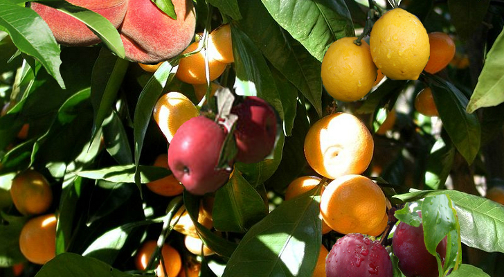 The-Fruit-Salad-Tree-Grows-Six-Different-Fruits-in-the-Same-Time.jpg