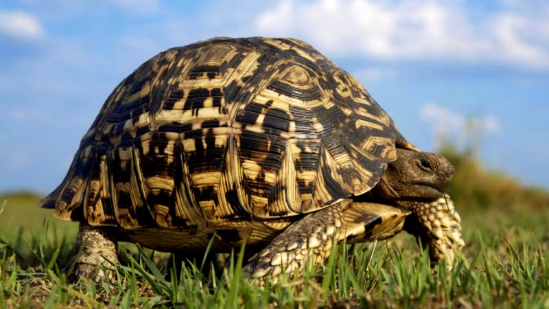 caracteristicas-generales-de-las-tortugas.jpg