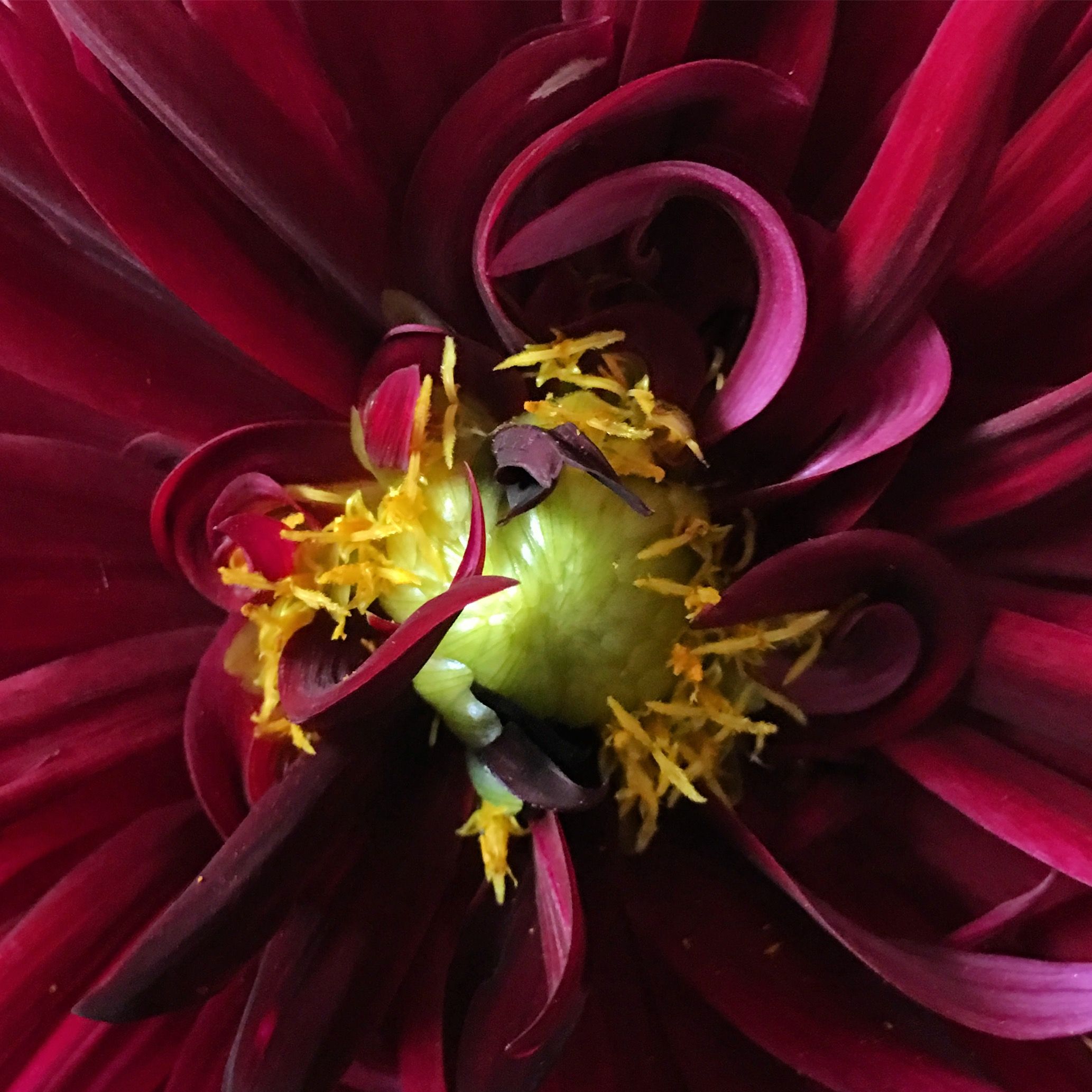 dahlia 4.JPG