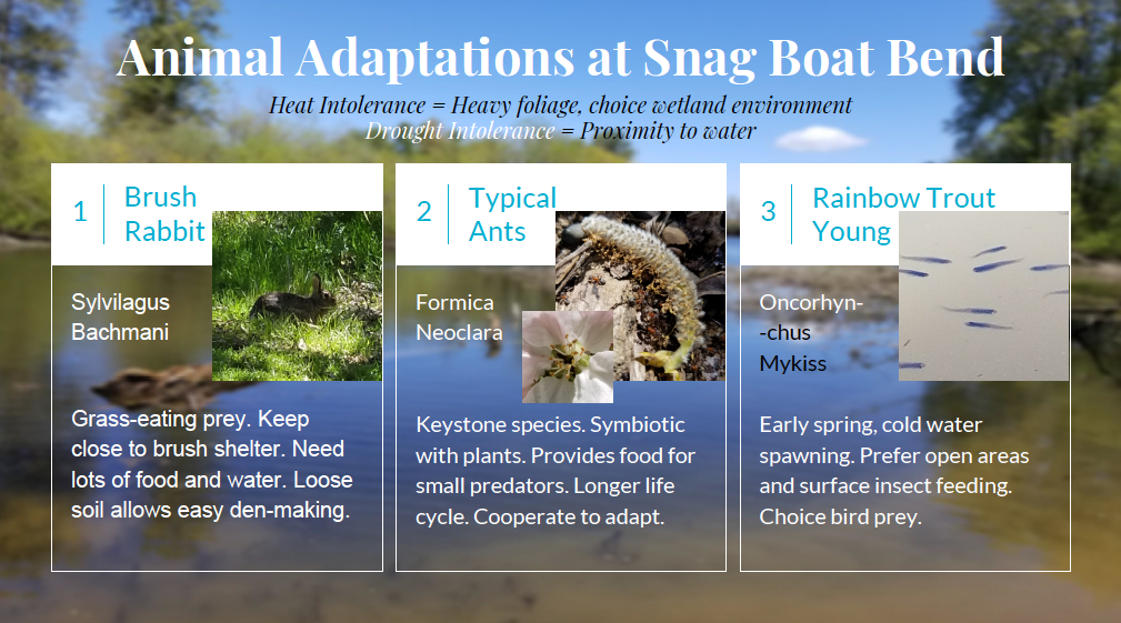 what is ecological adaptation