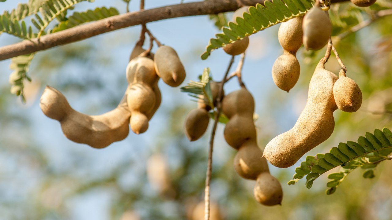 Tamarind Leaves Are No Less Than Herbs Know Its Great Benefits Steemit