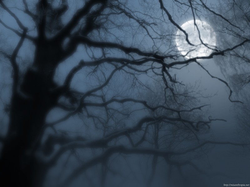 moon_tree.jpg