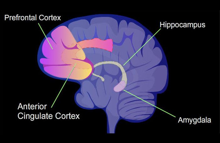 ACC-amygdala-hippocampus-prefrontal-cortex.jpg