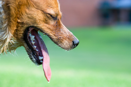 Dogs-sweat-through-their-tongues.jpg