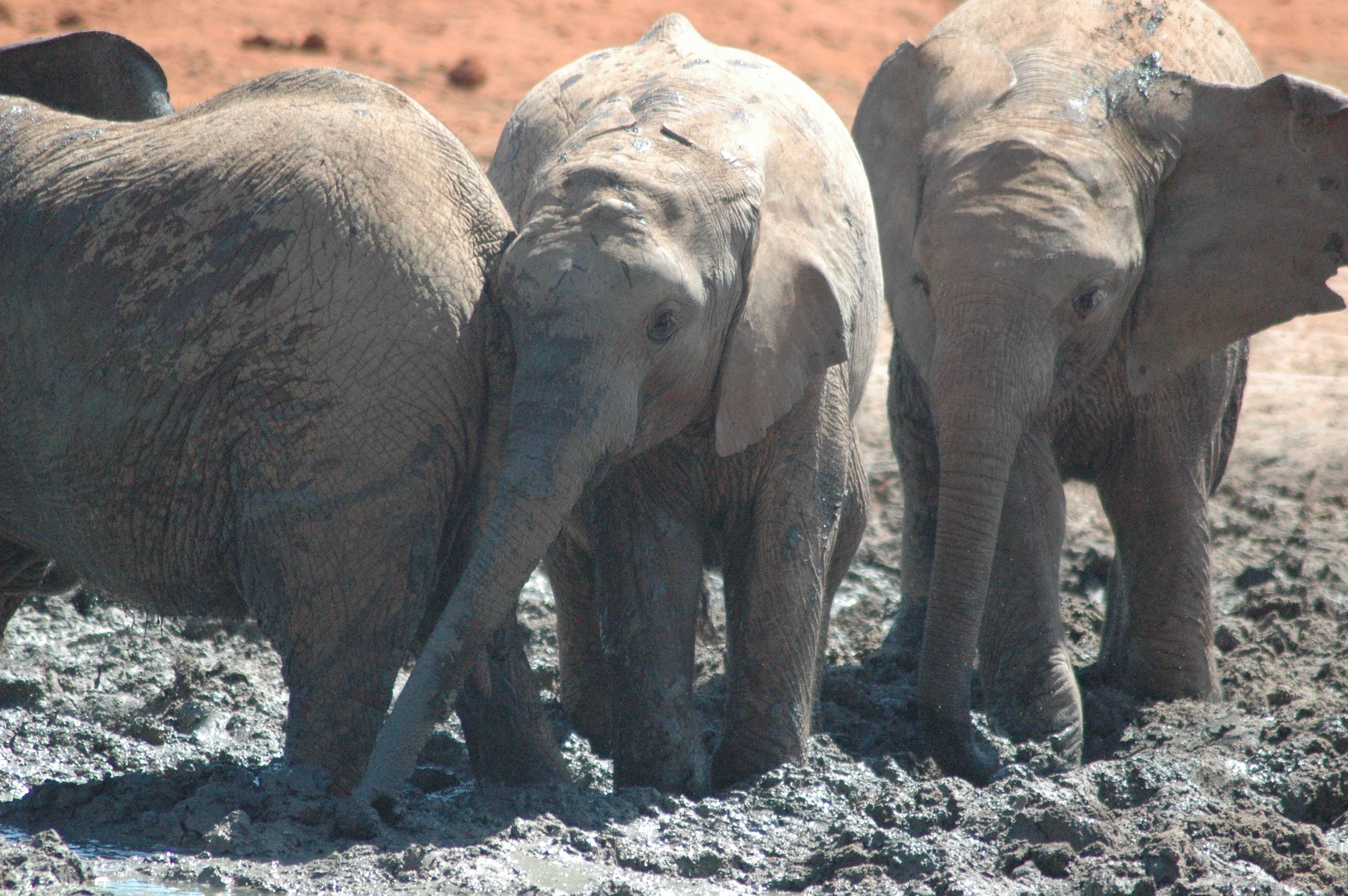 elephants-in-mud-1.jpg