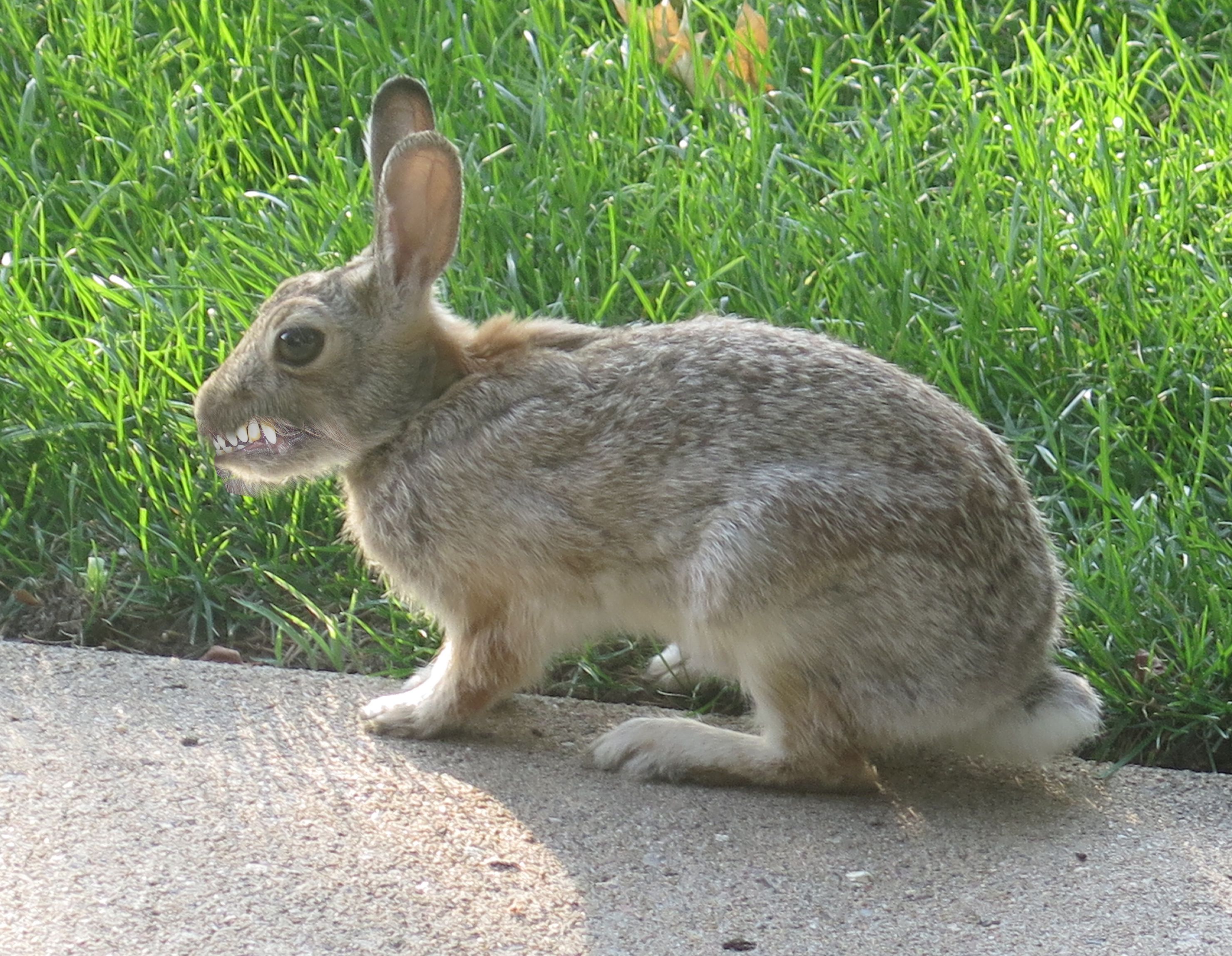October Hare.jpg