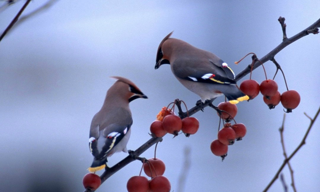 Two-birds-standing-in-the-berries-tree-branch_1280x1024.jpg