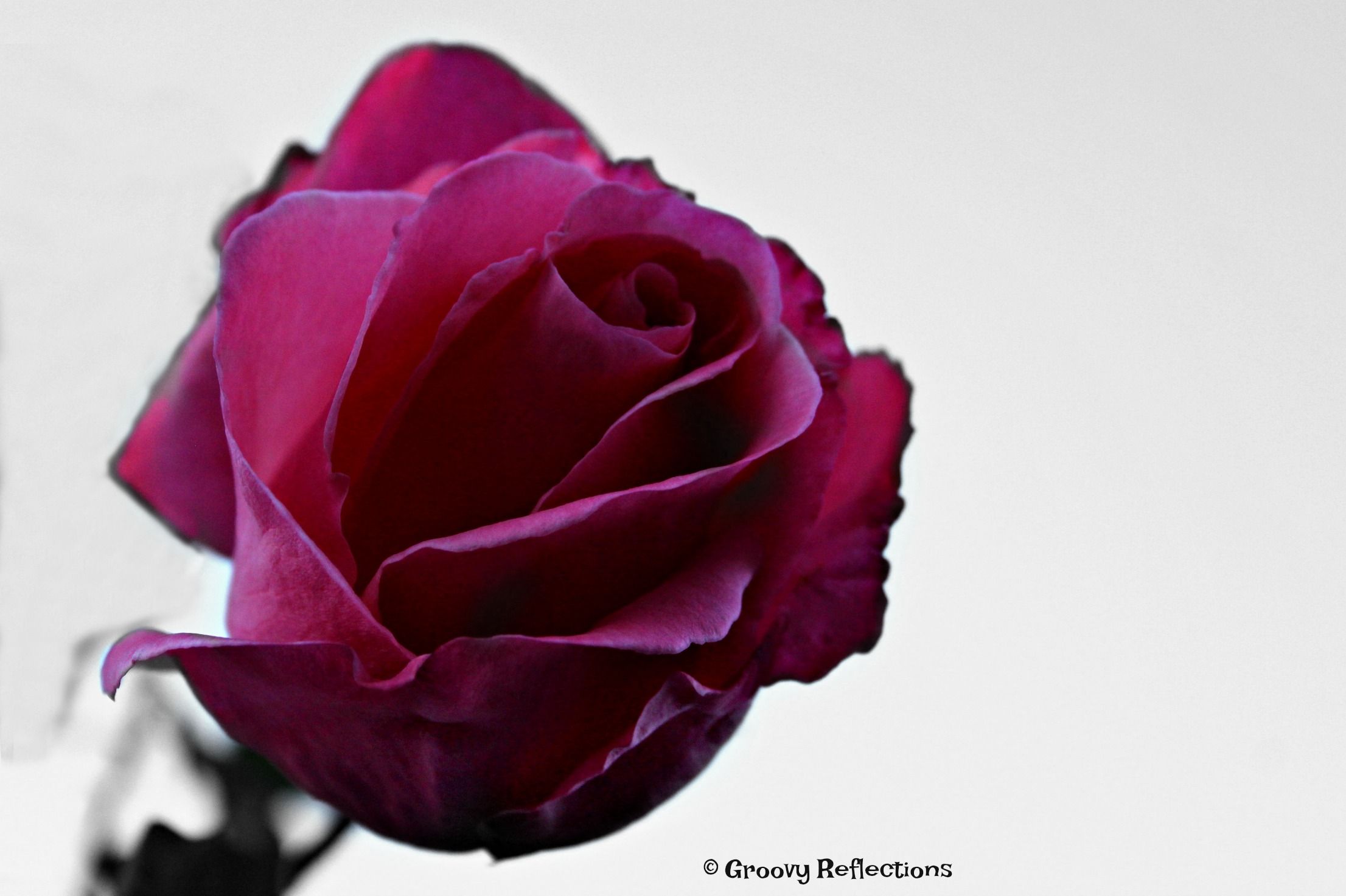 aa rose black white pink img_6904.jpg