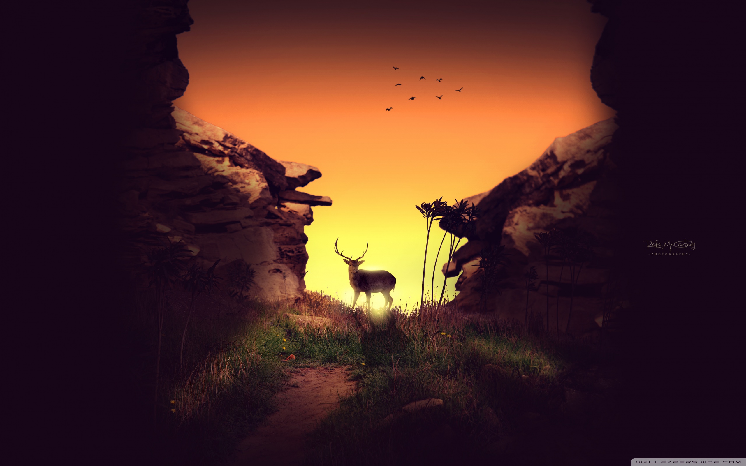 deer_in_the_sunset-wallpaper-2560x1600.jpg
