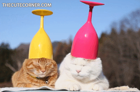 Funny Cats.com GIFs