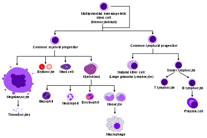 What Are White Blood Cells?