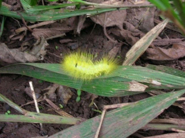 Luminous Caterpillar.jpg