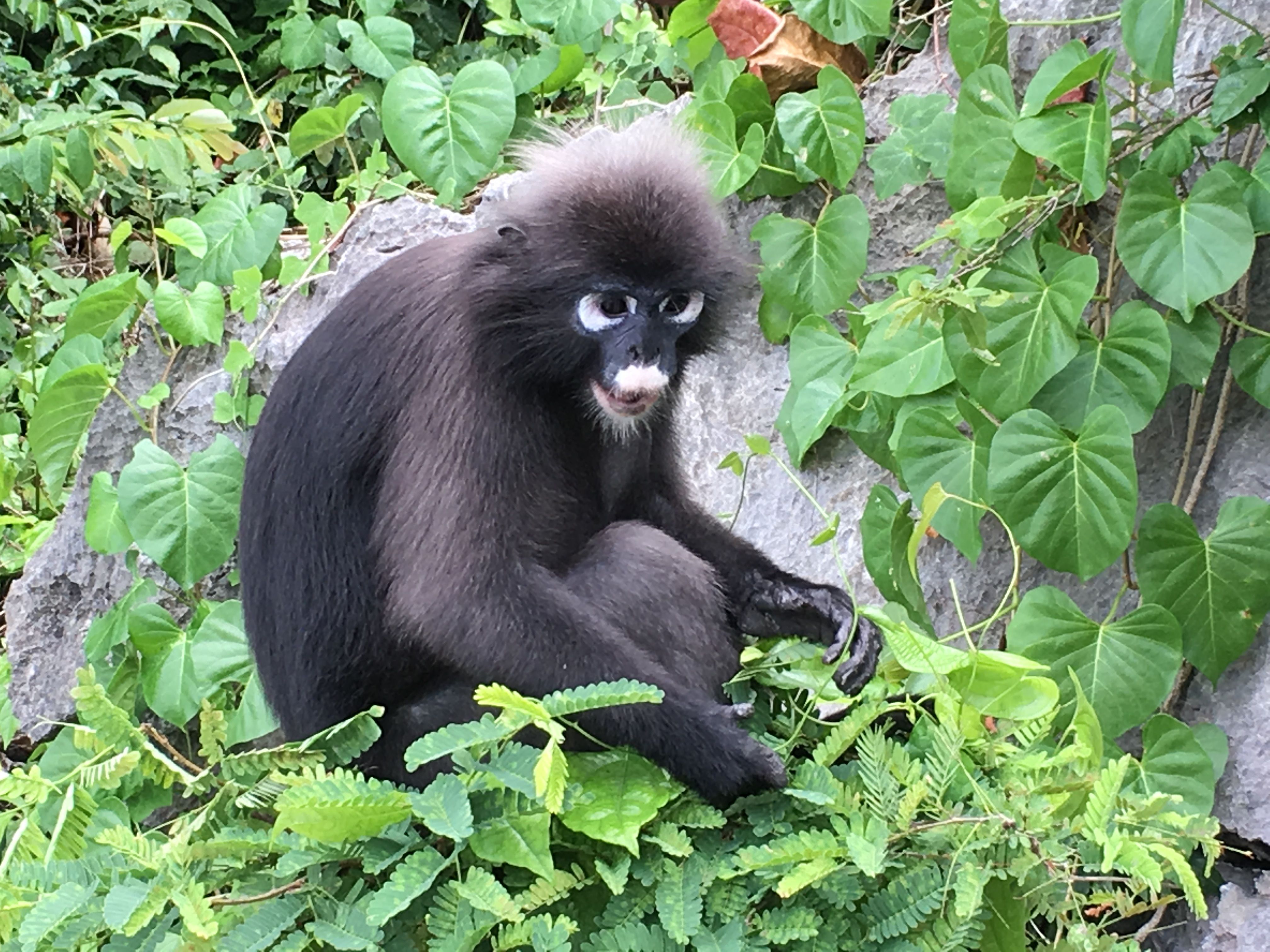 Thai Monkey.jpg