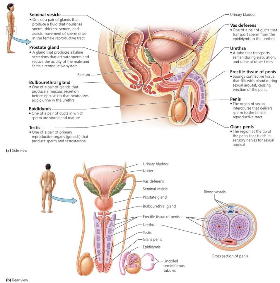 pathway-of-sperm-in-male-reproductive-system-pathway-of-sperm-in-male-reproductive-system-how-sperm-travels.jpg