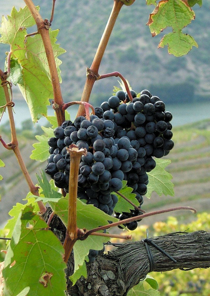 Сорт виноградного вина. Sangiovese сорт винограда. Виноград Рондо.