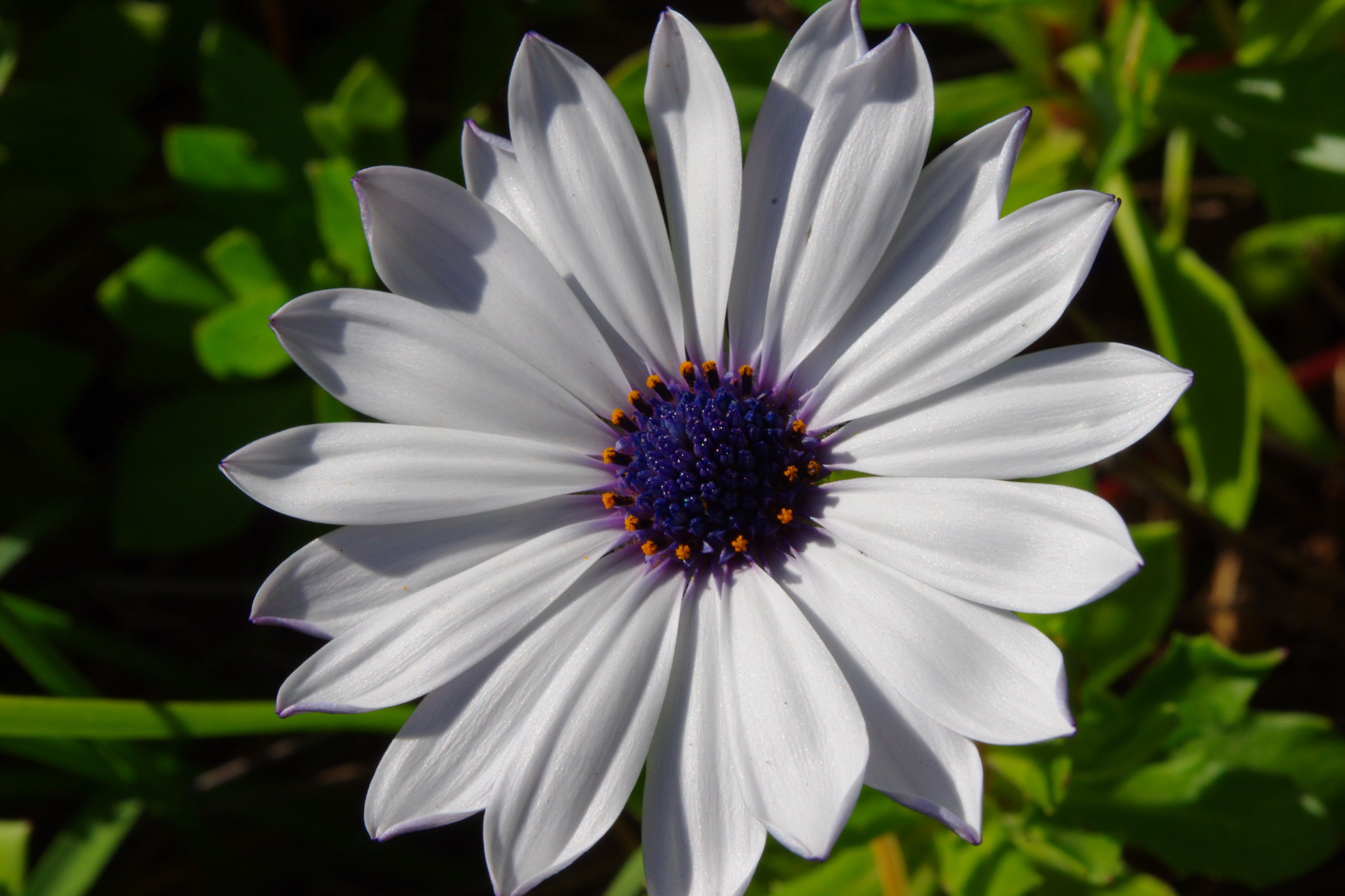 Flower 018.JPG