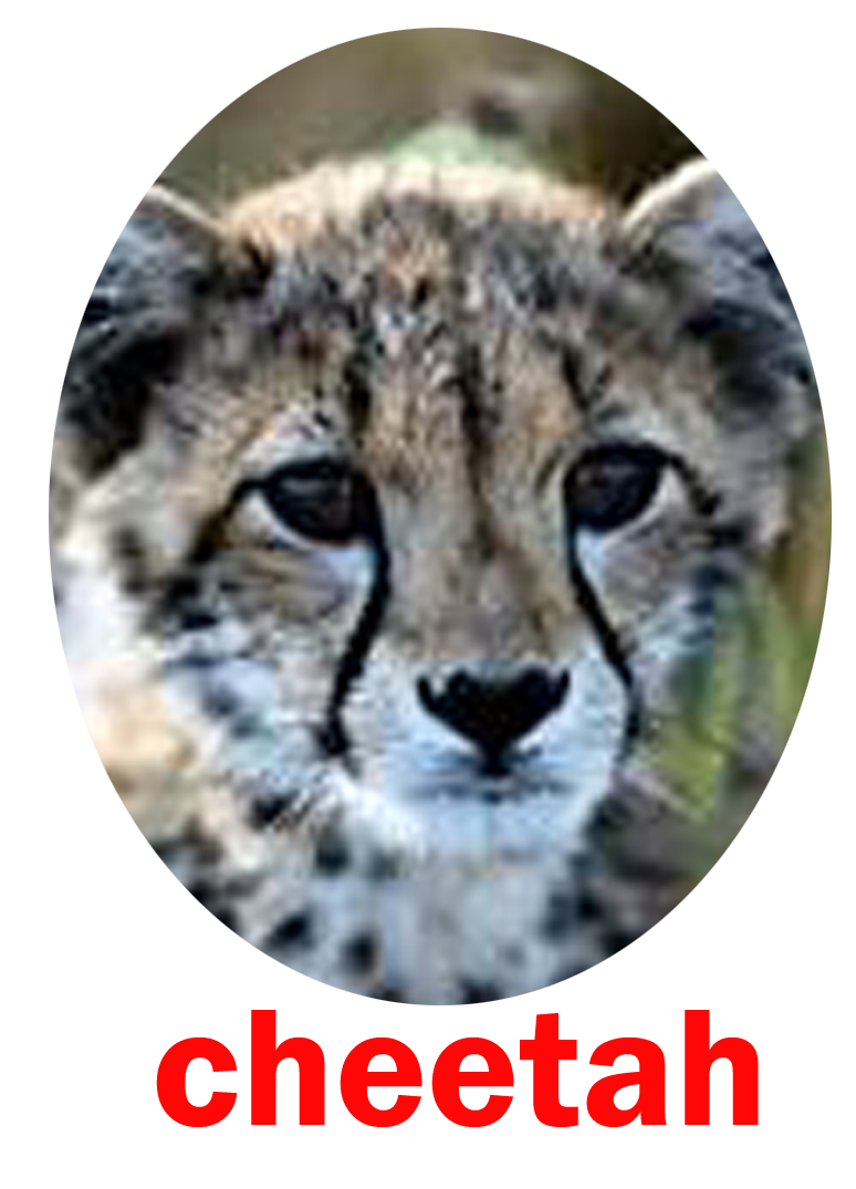 cheetah.png