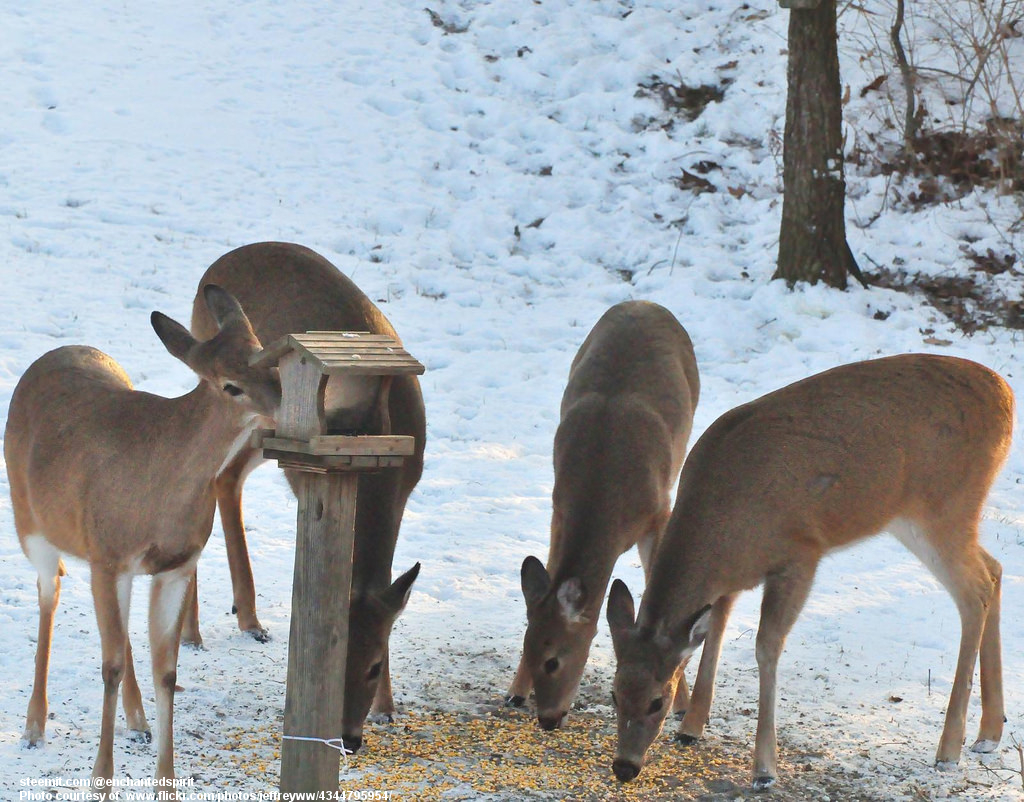 DeerAtFeeder-001-030818.jpg