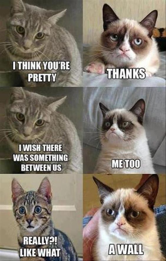 Angry cat meme response  Funny cat pictures, Funny animals, Funny animal  pictures