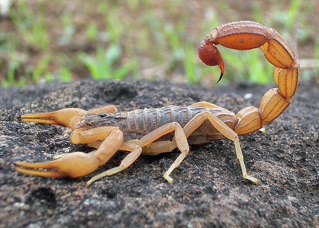 Scorpion_Photograph_By_Shantanu_Kuveskar.jpg