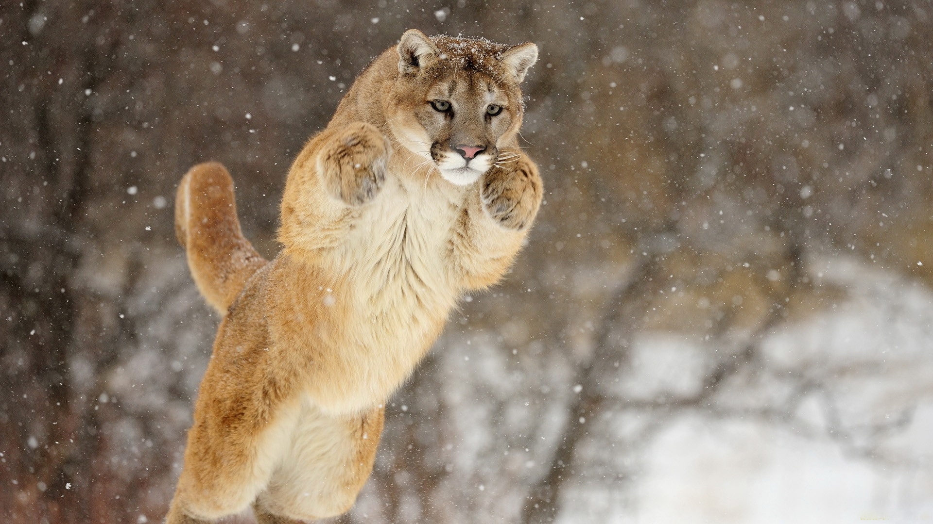 puma jump.jpg