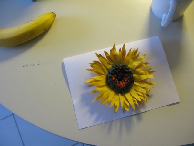 sweety sunflower 005.jpg