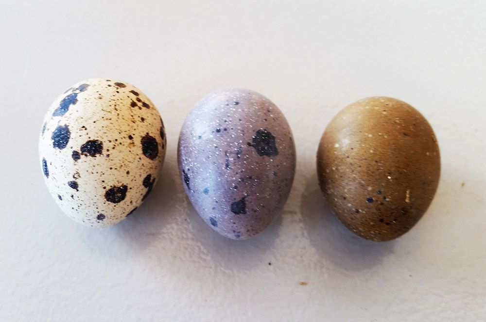 purple quail eggs