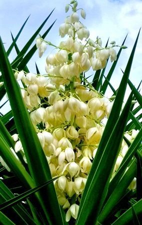 flor.jpg
