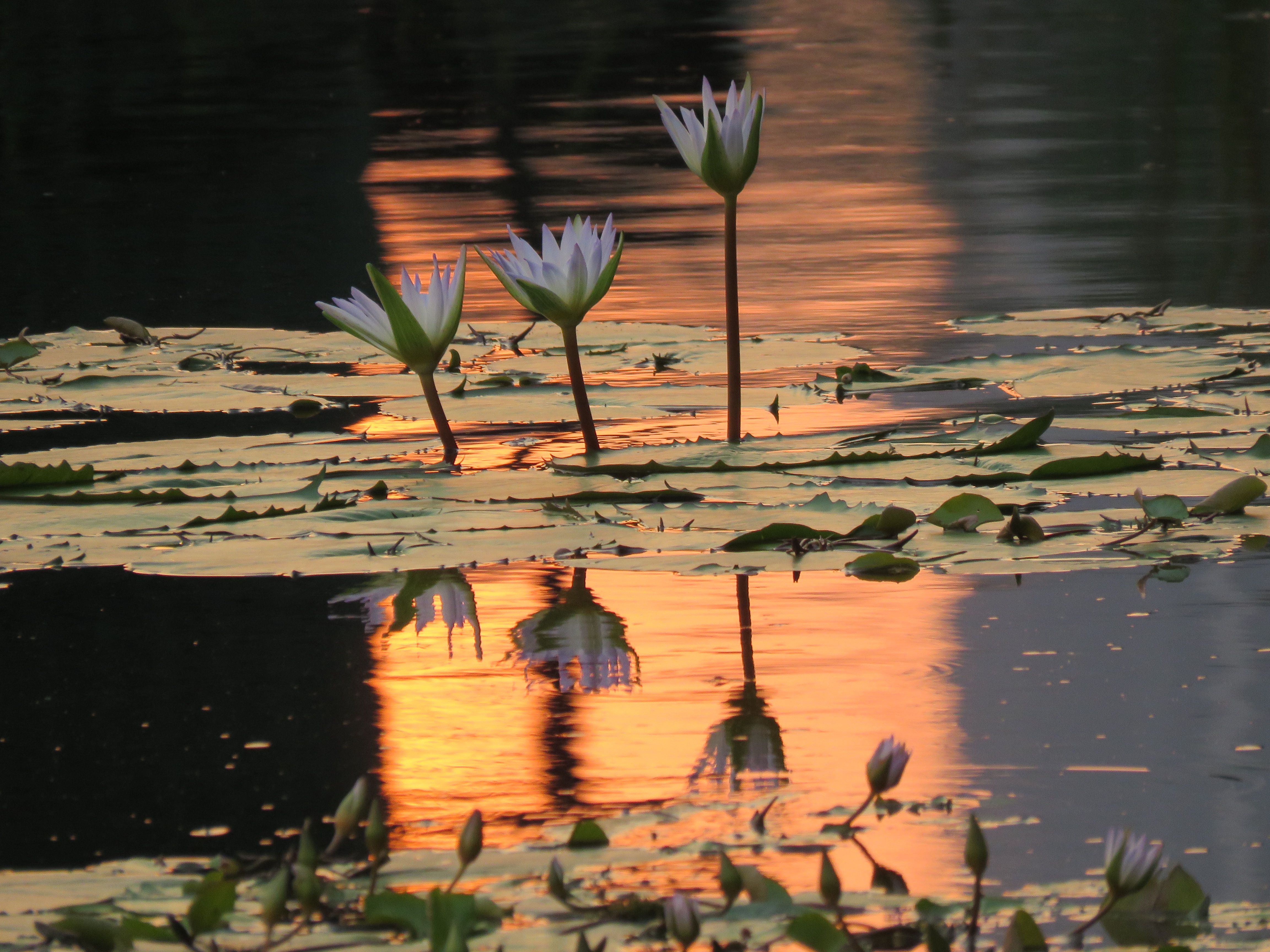 Nymphaea (Water Liles) in Evening Light.JPG