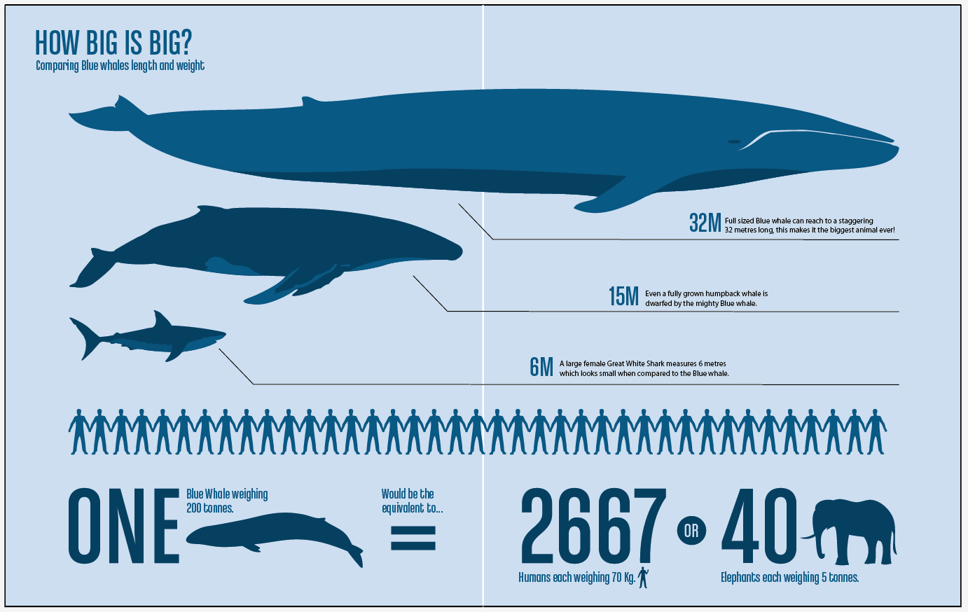 Сколько голубая. Синий кит Размеры в сравнении. Кит размер синий кит. Голубой кит сравнение размеров. Какого размера синий кит.